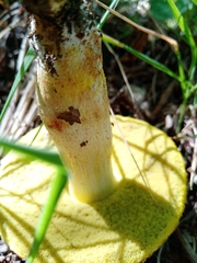 Xerocomus subtomentosus
