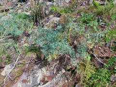 Phlojodicarpus sibiricus