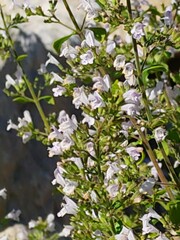 Clinopodium nepeta
