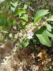 Malacothamnus fasciculatus