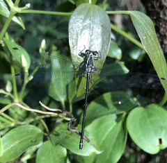 Austroargiolestes icteromelas