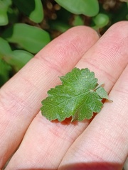 Malacothamnus fasciculatus