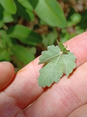 Malacothamnus fasciculatus