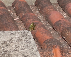 Papilio machaon