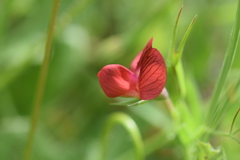 Lathyrus