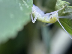 Oecanthus