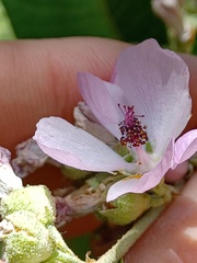 Malacothamnus fasciculatus