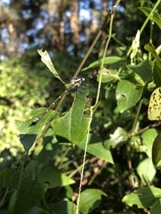 Austroargiolestes icteromelas