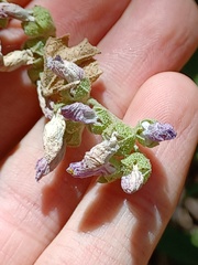 Malacothamnus fasciculatus