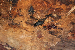 Adelium