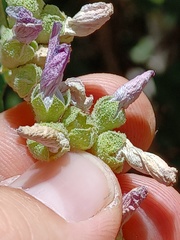 Malacothamnus fasciculatus