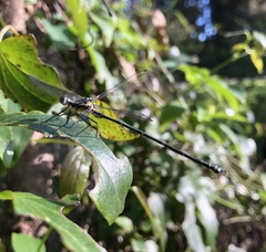 Austroargiolestes icteromelas