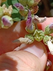 Malacothamnus fasciculatus