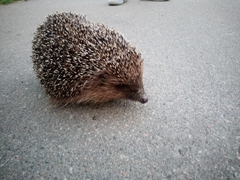 Erinaceus