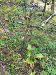 Veratrum nigrum
