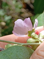 Malacothamnus fasciculatus