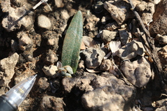 Albuca