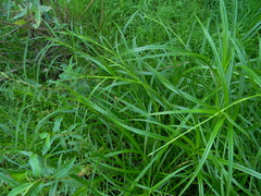 Scirpus radicans