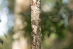 Plantae