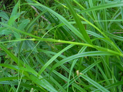 Scirpus radicans