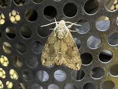 Ceratomia catalpae