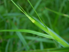Scirpus radicans
