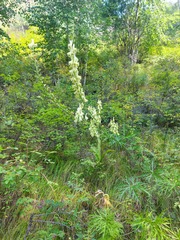 Aconitum barbatum