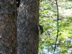 Sitta europaea