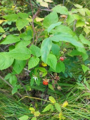 Rubus sachalinensis