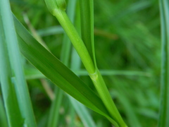 Scirpus radicans