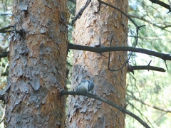 Sitta europaea