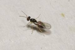Eulophidae