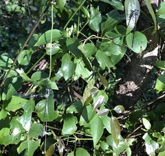 Austroargiolestes icteromelas