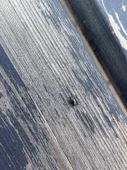 Gastrophysa polygoni