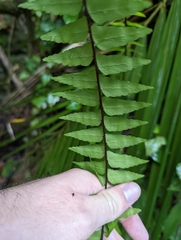 Polypodiopsida