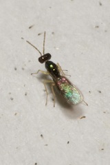 Eulophidae