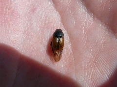 Colobopterus erraticus