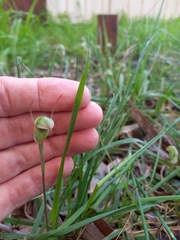 Pterostylis concinna