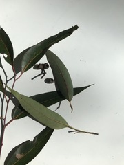 Eucalyptus cloeziana