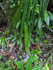 Polypodiopsida