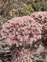 Aeonium lancerottense image