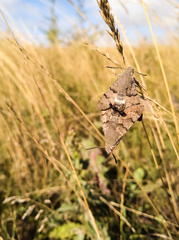 Macroglossum stellatarum