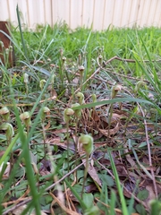 Pterostylis concinna