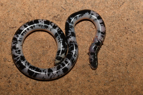 Spotted Blind Snake