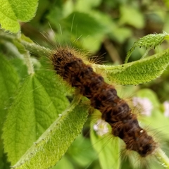 Lymantriinae