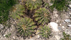 Ferocactus echidne