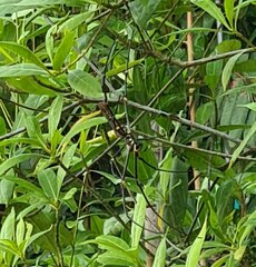 Nephila pilipes