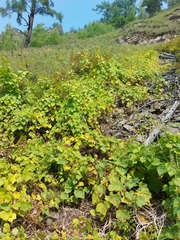 Menispermum dauricum