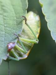 Chlorochroa uhleri