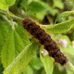 Lymantriinae